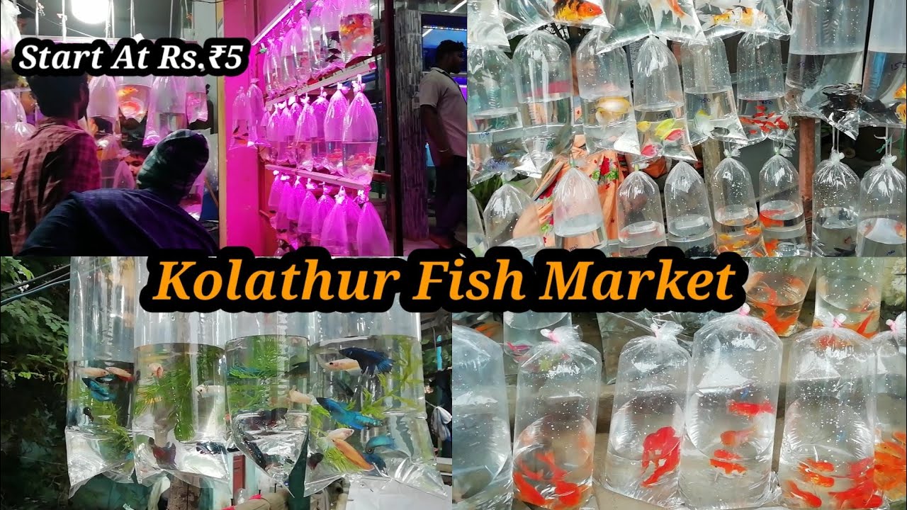 Start At Rs.5Kolathur Fish MarketBiggest Wholesale MarketKolathur FishesAquariumTamil YouTube