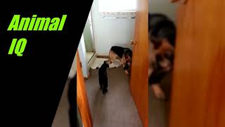 Cats Vs. Dogs Who Wins?! by Pet Comedy 17 views 11 months ago 34 seconds