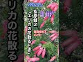 #松原健之「エリカの花散るとき」#shorts #本人歌唱 #music #西田佐知子 #カバー曲 #クリスタルボイス