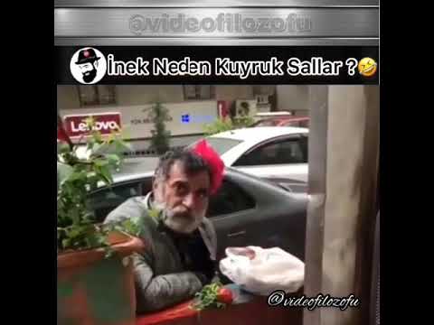 İnek kuyruğunu niye sallar 😂