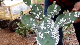 Finding Cochineal