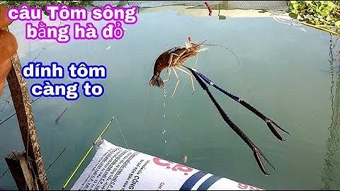 CÂU TÔM SÔNG BẰNG HÀ ĐỎ, DÍNH ĐƯỢC CON TÔM CÀNG NHẤT // Sentence Shrimp on the river "Me kong"