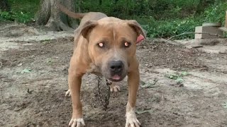 Marcostvgs Jungle Update Prince Of The Jungle Marcostvg Workout Setup