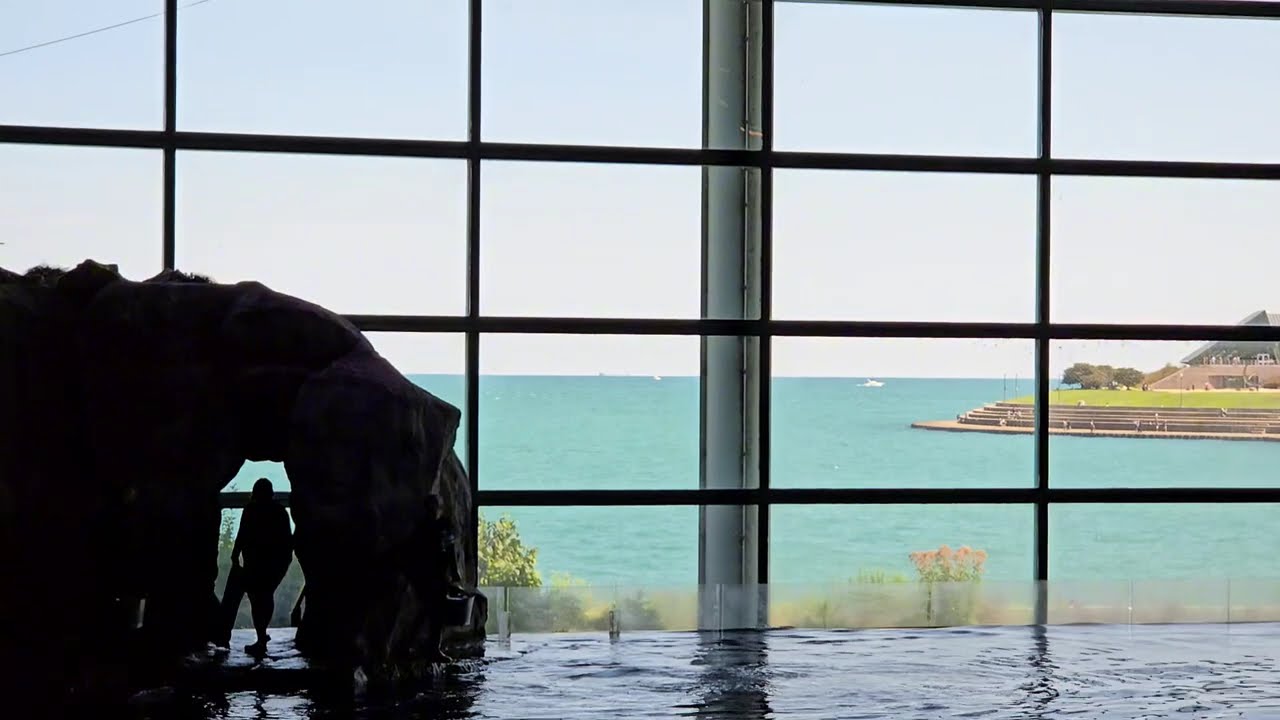 Date with my Husband/First Wedding Anniversary/Shedd Aquarium/Chicago USA 🇺🇸 