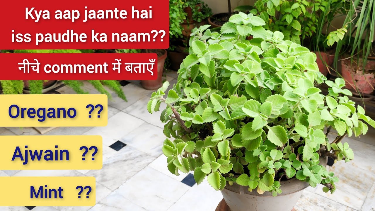 Oregano plant care Ajwain Plant?? आखिर कौन सा है यह पौधा?? Ek best