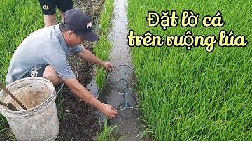 Đặt lờ cá rô trên ruộng lúa | Bông lúa Miền Tây