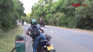Elephant attack😜😵 to bike rider #attack #elephants #srilanka