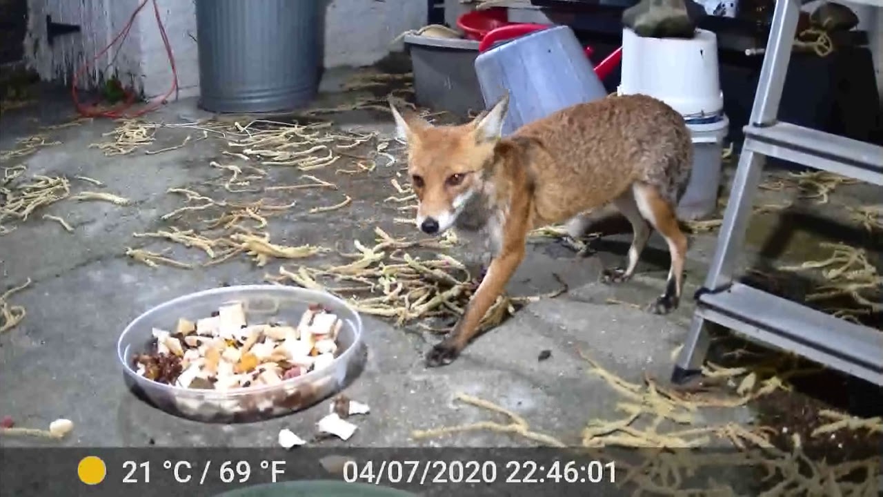 youtube fox sounds youtube fox sounds