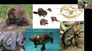 Beavers and Climate Resilience Profile