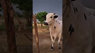 Dangerous bull rope break