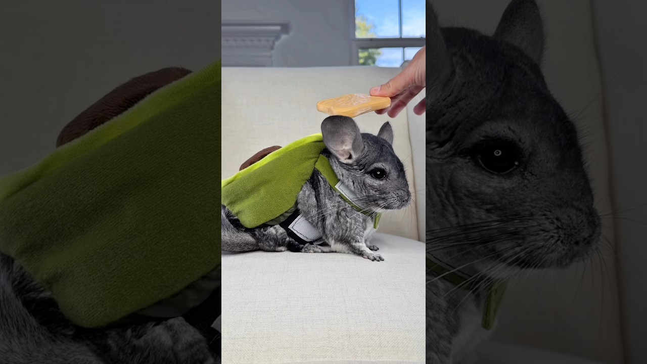 🥑 + 🍞 = avocado toast! 😂🐭  #chinchilla #avocadotoast #petcostume #shortsfeed