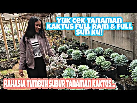 Video: Maklumat Mengenai Penjagaan Kaktus Pincushion