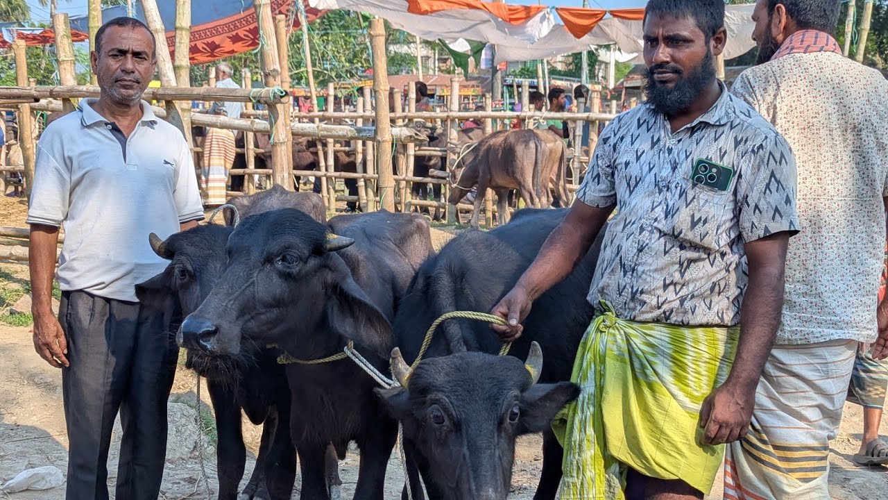 খামার উপযোগী ১০০% মুররাহ জাতের মহিষ কিনুন একদম পাইকারী দামের মধ্যে আলো স্যার এর কাছে।। 