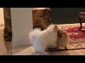 Pomeranian playtime the funniest barks youll ever hear