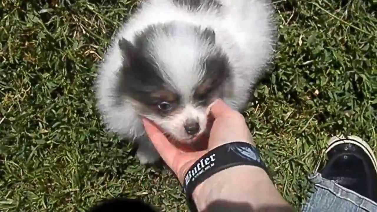 blue parti pomeranian
