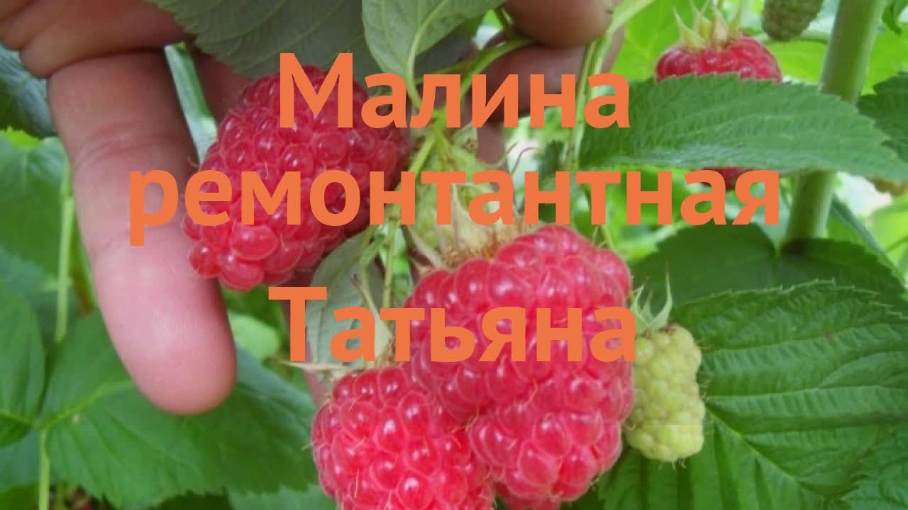 Малина Татьяна Фото