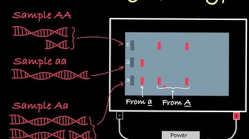 Gel Electrophoresis to Determine Genotype
