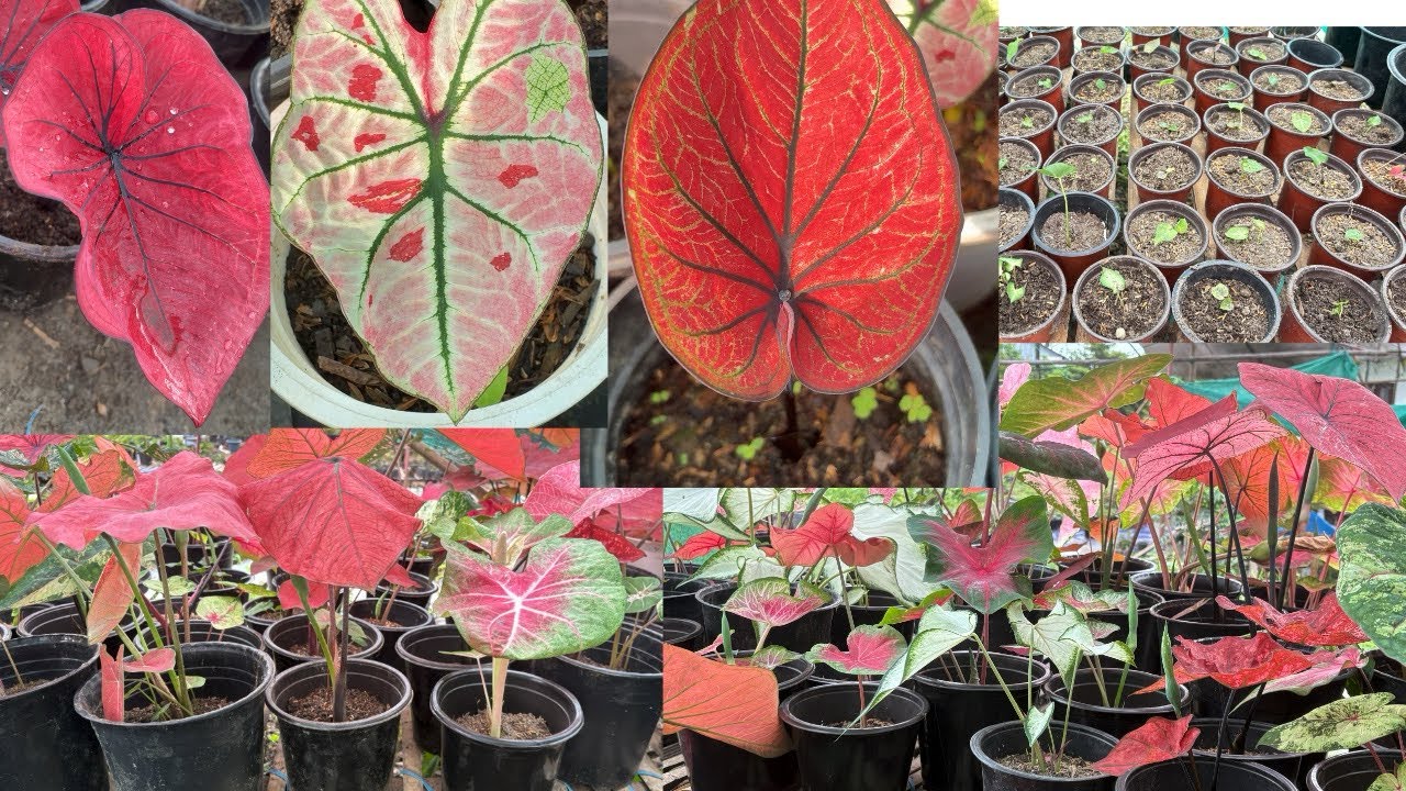 Caladium Plants Growing / Caladium Varieties