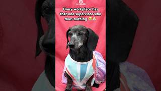 LUCKY THE YARD SUPERVISOR 👑🐶🌿 #dachshund #puppy #dogbreed #dog #pets #funny #shorts #pov #fyp