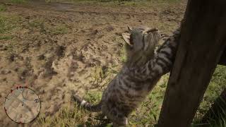 Admiring a cat in Red Dead Online