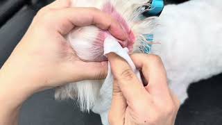 Extreme Dog Ear Cleaning | Months of Black Buildup Removed 