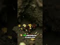 Ant People: Ancient Wisdom for Survival &amp; Maya Caves #shorts