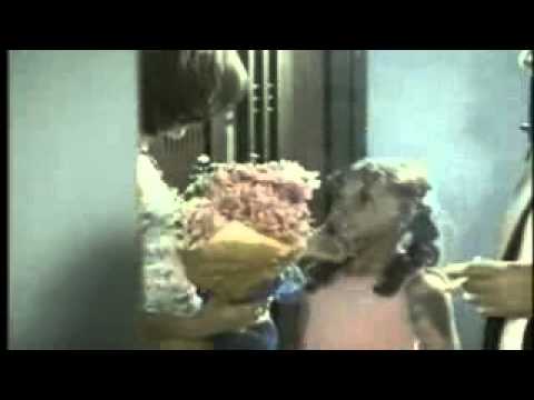 ramito-de-violetas-banda-el-mexicano-hd_low.mp4