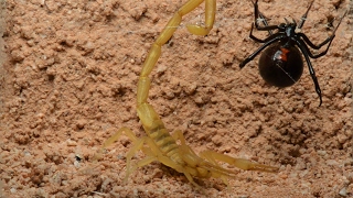 Black Widow Tangles Up Scorpion (Warning: May be disturbing to some viewers.)