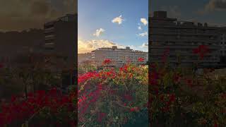Travel guide 🧳 MALLORCA 🇪🇸 #baleares #spain #travelvlog #shorts