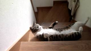 階段落ち 猫 Youtube