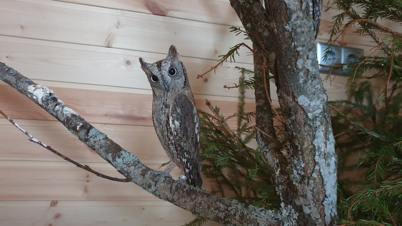 Сов - кормить, кота - лелеять. - YouTube