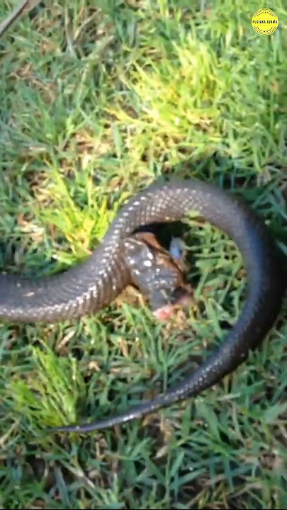 Kenapa Ular Masih Hidup Meski Sudah Dipenggal? #ular #snake #viral #reptile #hewan #binatang #animal