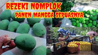 WOUW !! PANEN MANGGA MADU    #dihalamanrumah #dikebunbelakang #kediri