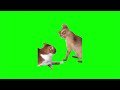 【猫ミーム】叩く猫【グリーンバック素材】
