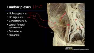 Neurovasculature - Dissection Supplement