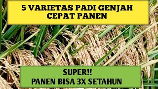 5 NEWEST FAST-HARVESTING DIESEL RICE VARIETIES