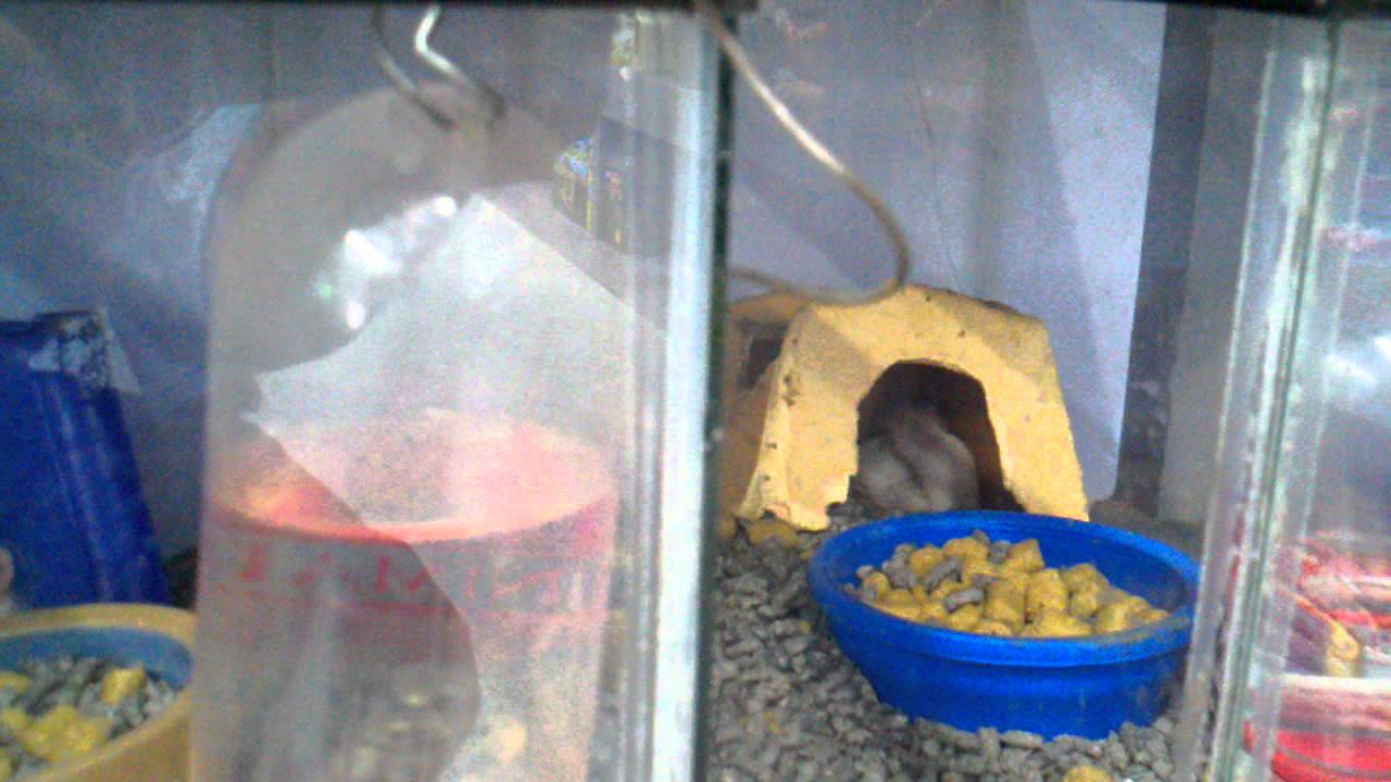 We sell live mice YouTube