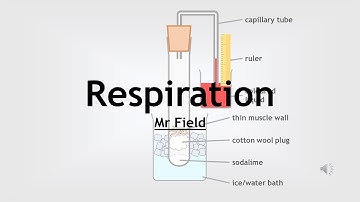 GCSE Biology 21 - Respiration