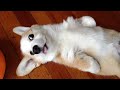 Are DOGS THE FUNNIEST PETS? Watch this and you'll know!