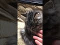 【いなか猫】子猫ちゃんの「お手」❤️   ＃shorts