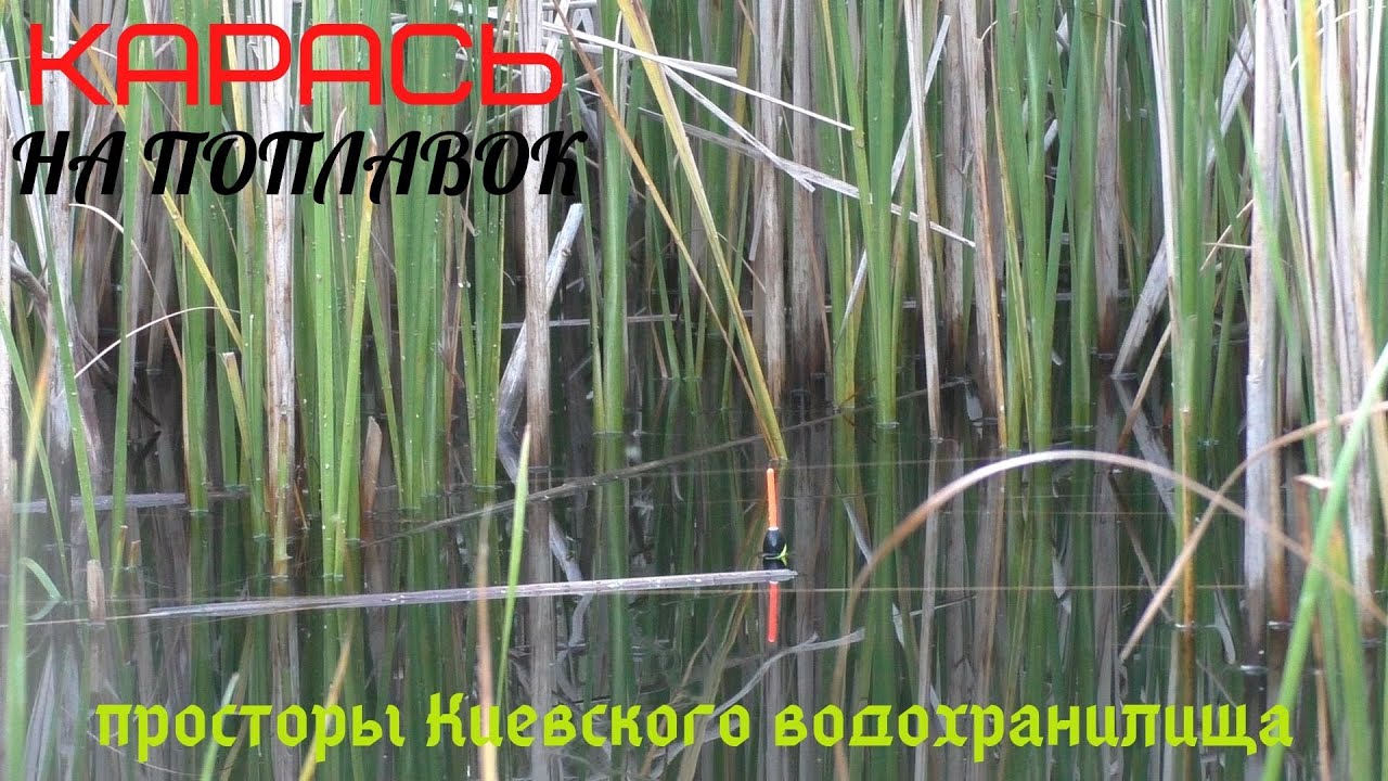 Ловля карася на поплавчанку в  камышах Киевского водохранилища.
