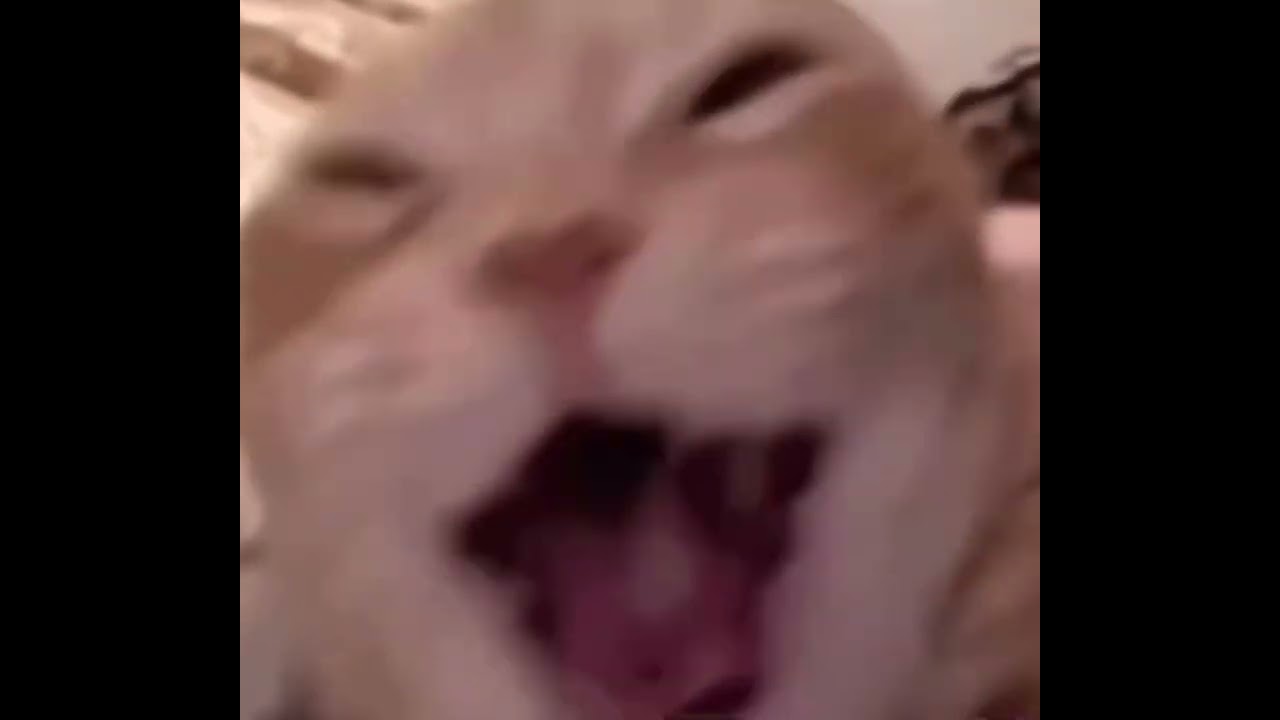 Кот Дрочит Мем Кот Дрочит Мем