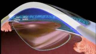 Soft Shell Animation screenshot 3