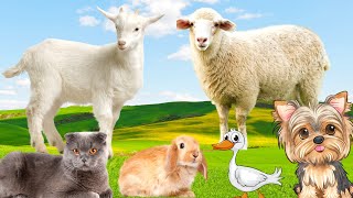 Best Animal Sounds - Cow, Sheep, Goat, Dog, Cat - Animal Paradise by Animal Paradise 72,867 views 1 year ago 8 minutes, 44 seconds