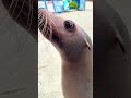 I love sea lions core#sealions #funny #animals #seal #usa