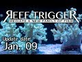 沖縄産ヤワタコアシカタトサカ メタリックグリーン MSサイズ[S0109-1/2]REEF-TRIGGER