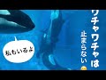 わちゃわちゃが止まらないアースとリン　３/２９　＠名古屋港水族館