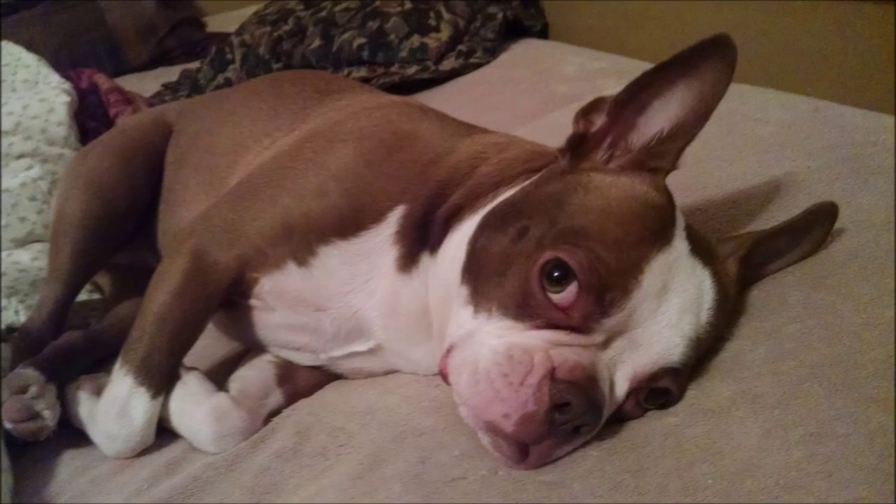 Boston Terrier Growing Up YouTube