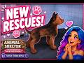 🐾 Animal Shelter 💖 | Caring for Rescues & Finding Forever Homes 🏡| Twitch Stream Replay 🔁
