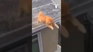 Funny Cat Fails! (Part 1) #shorts #viral #cat #funny #cute #cats #catfails #petfails #cutecat #fails